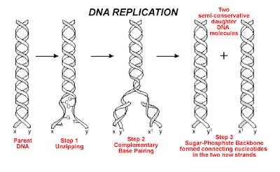 What makes up the steps of a DNA molecule?